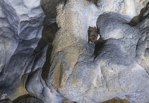 Hybernujúci netopier