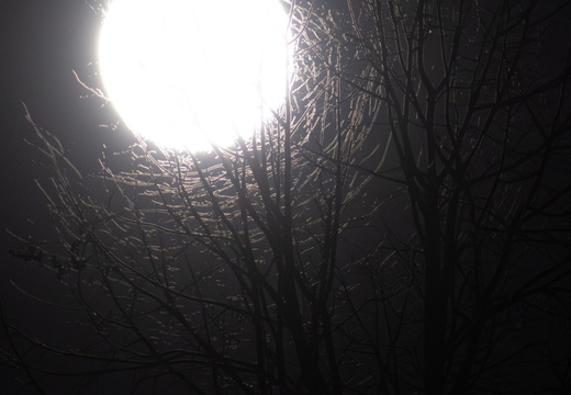 Spln v objatí konárov