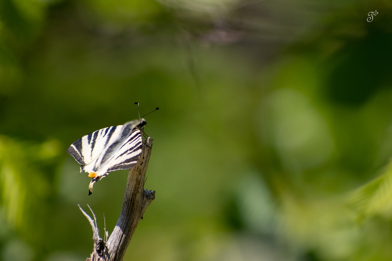 DSC_9863.jpg