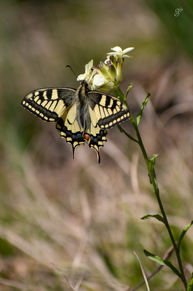 DSC_9922.jpg
