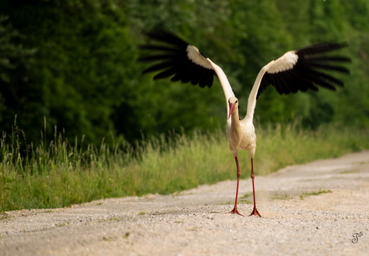 Birds / Vtáky