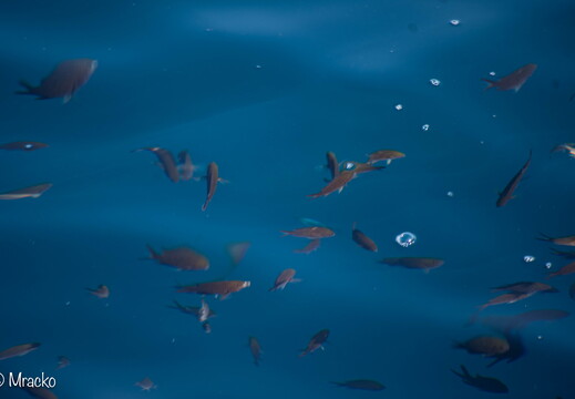 Sea